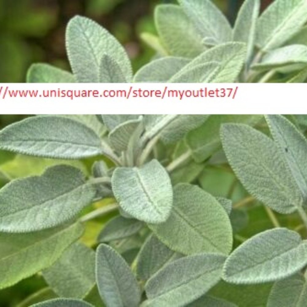 Sage Seeds - NON-GMO - Herb Seeds - BOGO